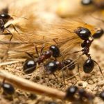 لماذا يعد النمل المقاتل نمل أعمى تقريبًا