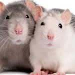 تفسير الفأر في المنام لابن سيرين ومعناه ” أدق التفسيرات”