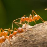 ما هو تفسير النمل في المنام لابن سيرين بشرة خير أو شر ؟