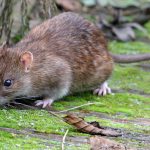 تفسير حلم الفأر الرمادي في المنام