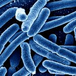 الفرق بين البدائيات والبكتيريا