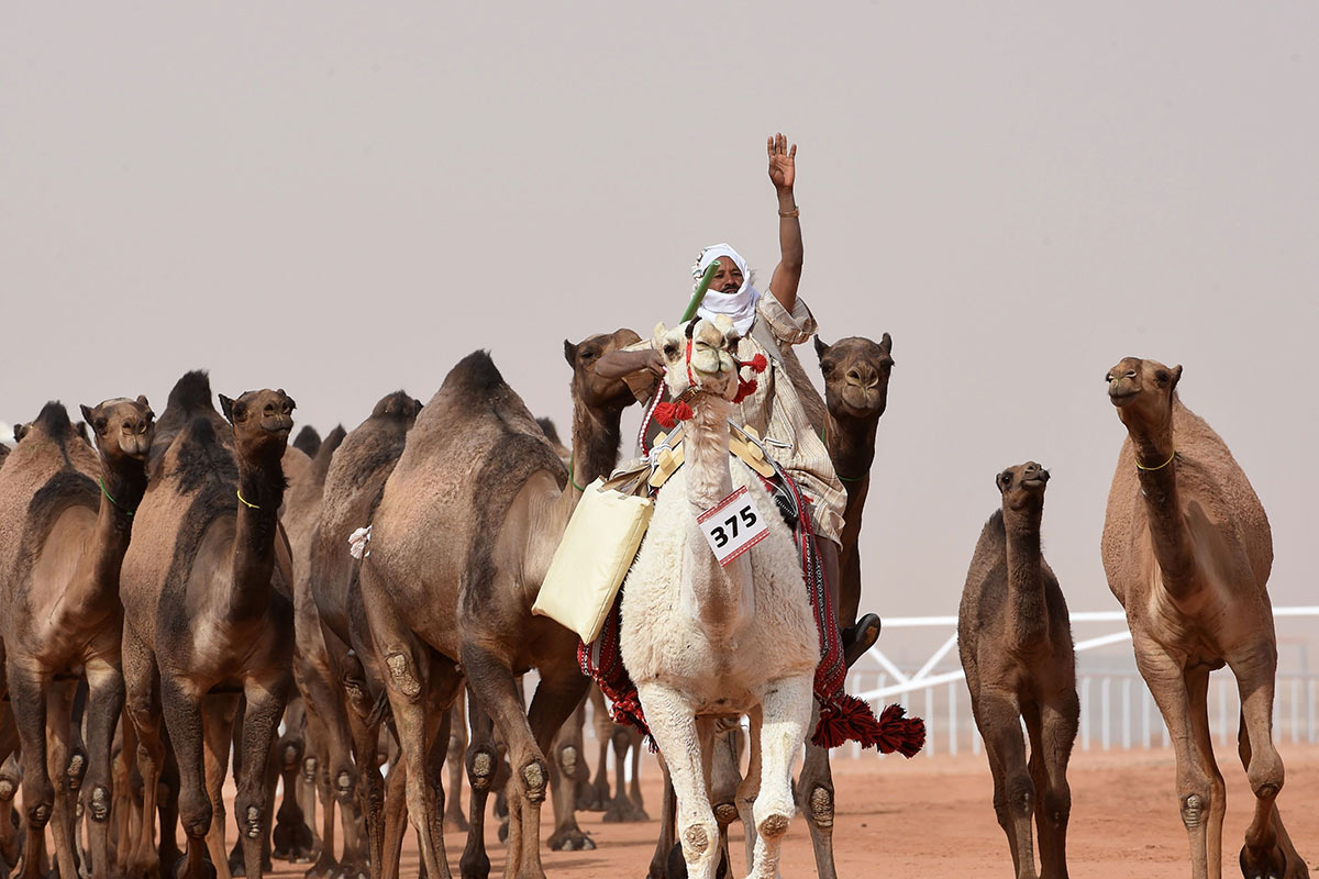 اين يقام مهرجان الملك عبد العزيز للابل