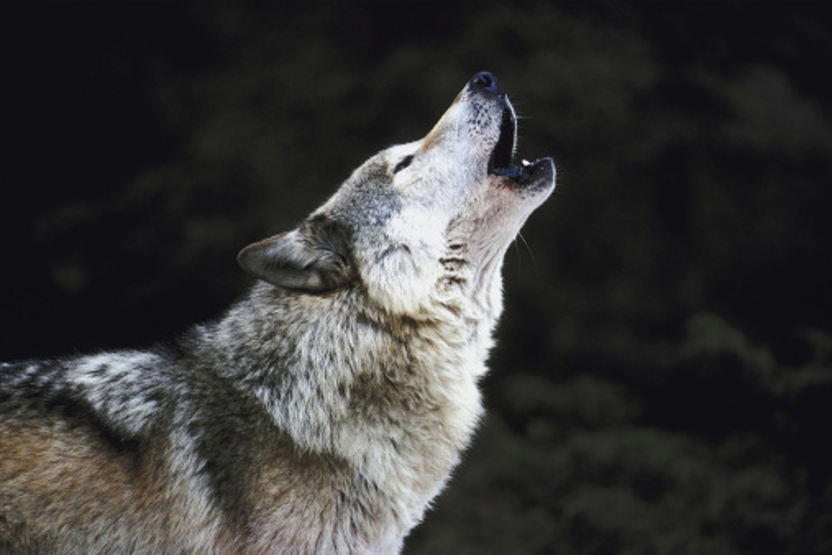 تفسير الذئب في المنام