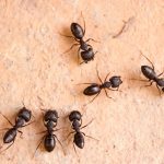 تفسير النمل في المنام على الجسم