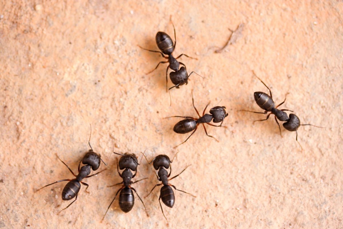 تفسير النمل في المنام على الجسم