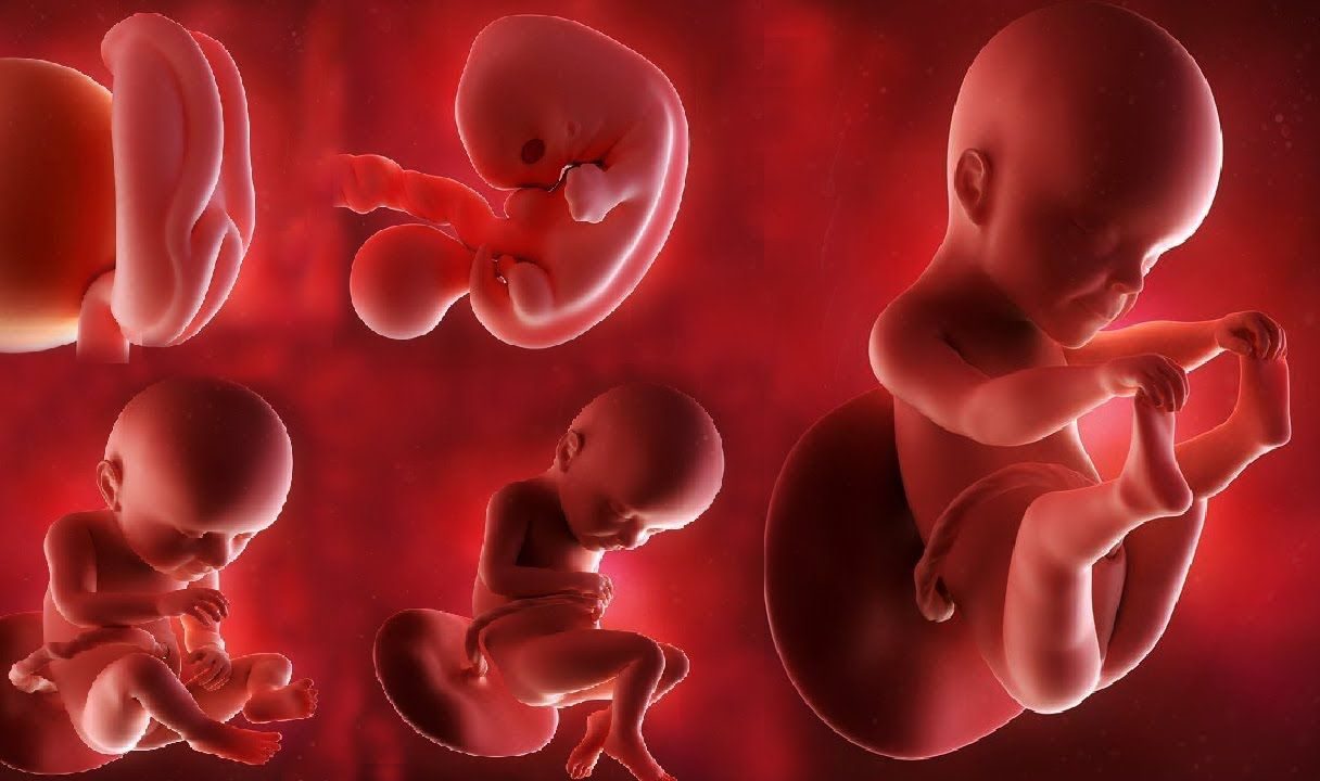 ما التسلسل الصحيح لنمو الجنين