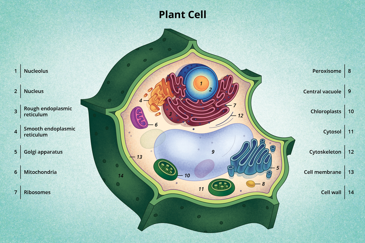 العضية التي تكون كبيرة في الخلية النباتية وصغيرة - مخزن