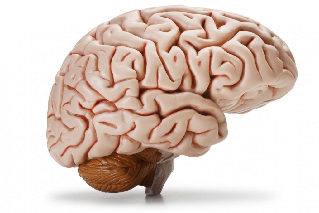 ماهي المادة التي تشكل 80 من حجم دماغ الانسان