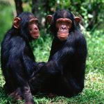 سبب انتشار جدري القرود بين المثليين