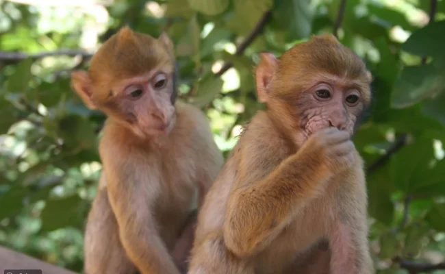 كيف ينتقل جدري القرود بين البشر