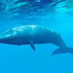 حجم الحوت الأزرق مقارنةً بالإنسان