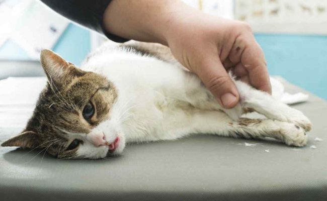 علاج عث القطط من الصيدلية البشرية