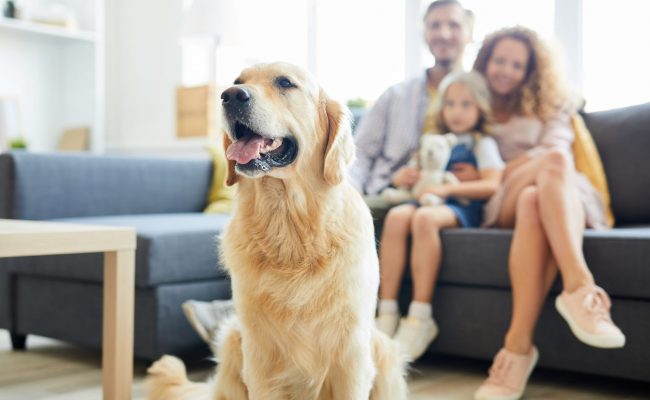 هل يجوز تربية الكلاب في المنزل