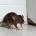 تفسير رؤية الفئران في البيت في المنام
