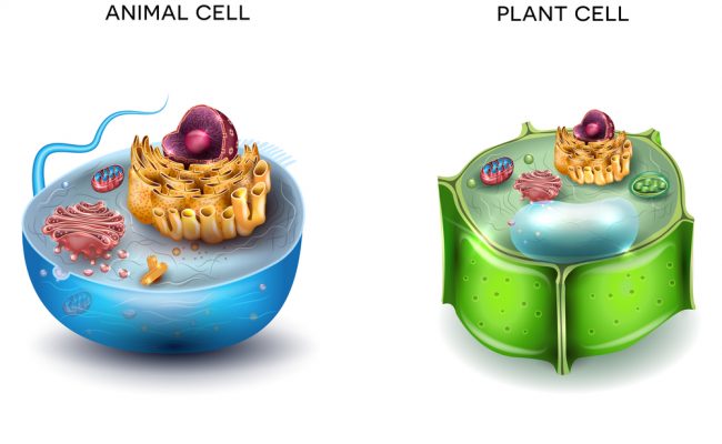 تختلف الخلية النباتية عن الخلية الحيوانية في وجود.