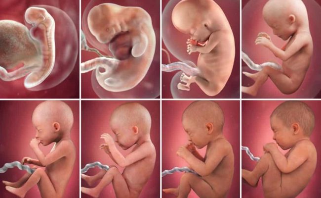 مراحل تكوين الجنين شهر بشهر