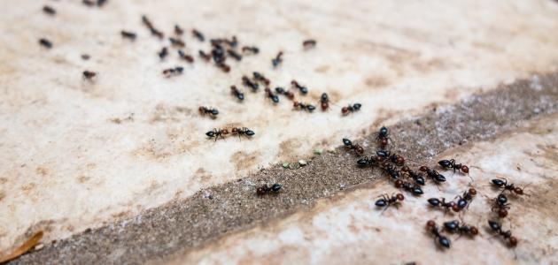هل كثرة النمل في البيت تدل على الحسد