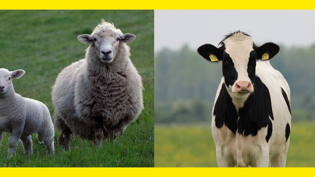 ما هو اسم الحيوان الذي إذا تغير دمه أصبح طاهر ألغاز وفوازير عديدة عن الحيوانات ما هو اسم الحيوان الذي إذا تغير دمه أصبح طاهر ألغاز وفوازير عديدة عن الحيوانات