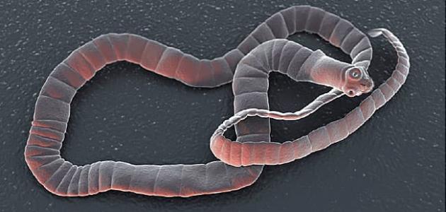 ما هو اسم الحيوان الذي إذا تغير دمه أصبح طاهر ألغاز وفوازير عديدة عن الحيوانات ما هو اسم الحيوان الذي إذا تغير دمه أصبح طاهر ألغاز وفوازير عديدة عن الحيوانات