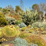 كيف تعيش النباتات في الصحراء وما هو أشهر أنواعها