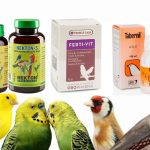 أشهر فيتامينات للطيور ومواقع شرائها أون لاين 2024