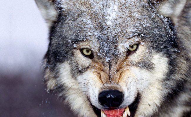 تجربتي مع ناب الذيب تجربتي مع ناب الذيب